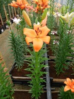 [5029 Montebello No02.JPG]